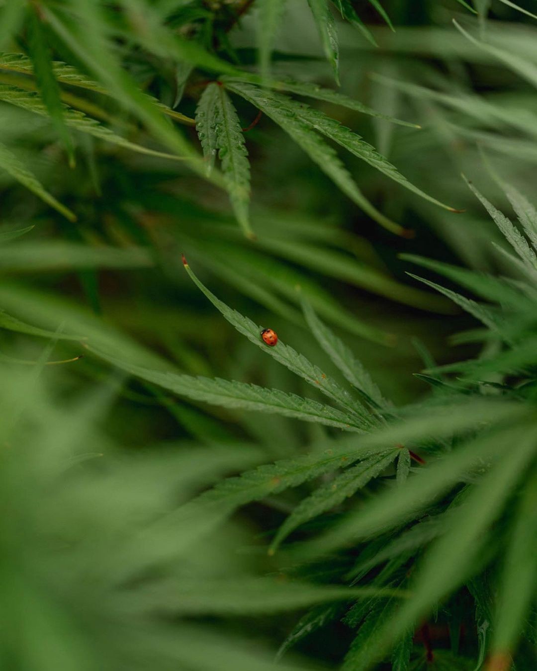 BORNTOSTANDOUT Mary Jane