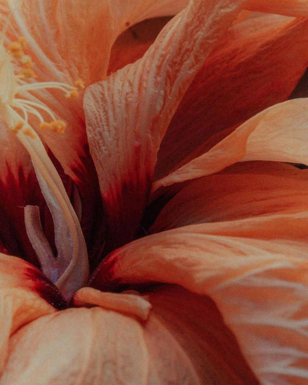Amouage Love Hibiscus EDP