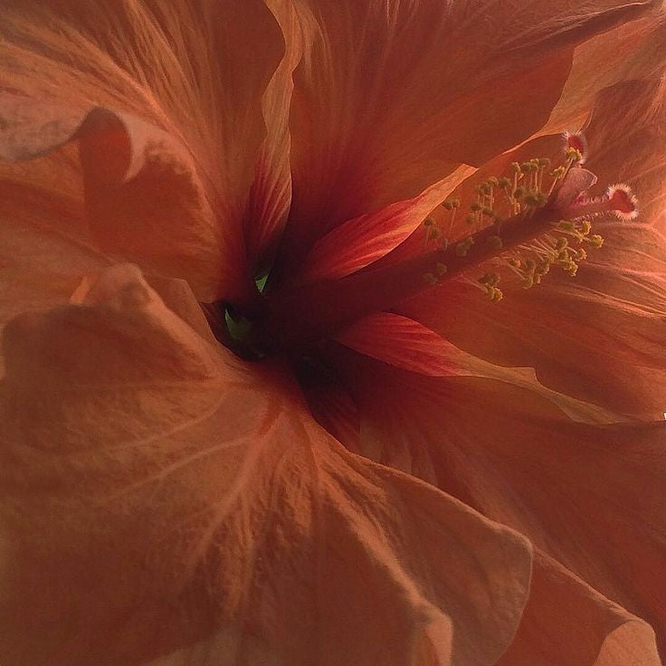 Maison Crivelli Hibiscus MahaJád Extrait