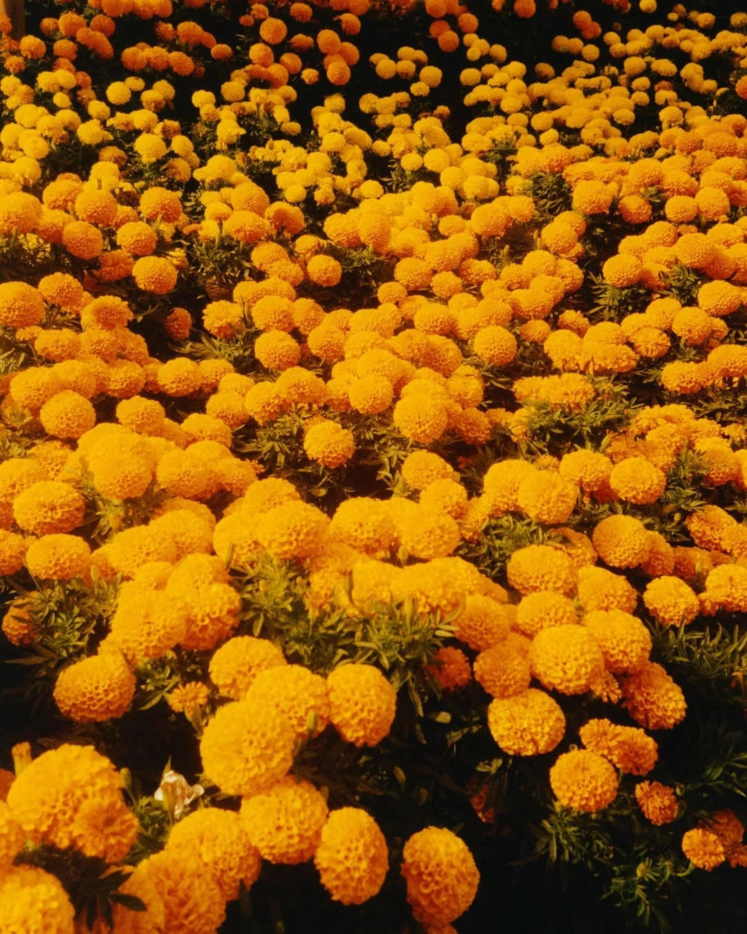 BYREDO Bal d'Afrique