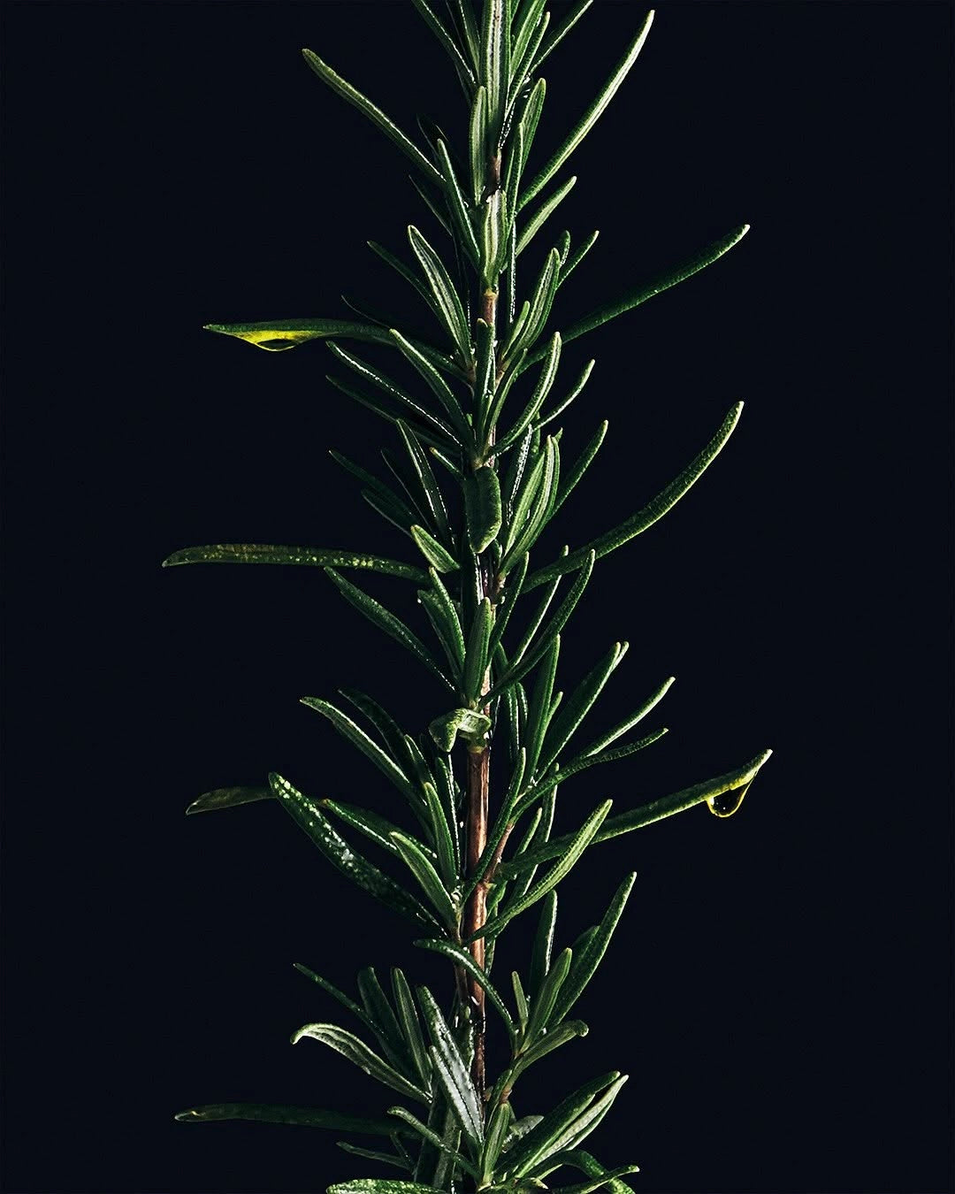 Aromatic