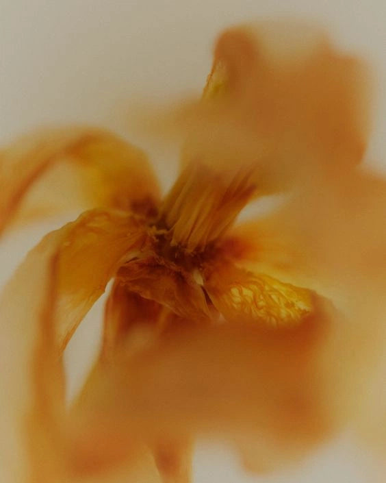 Floral Amber