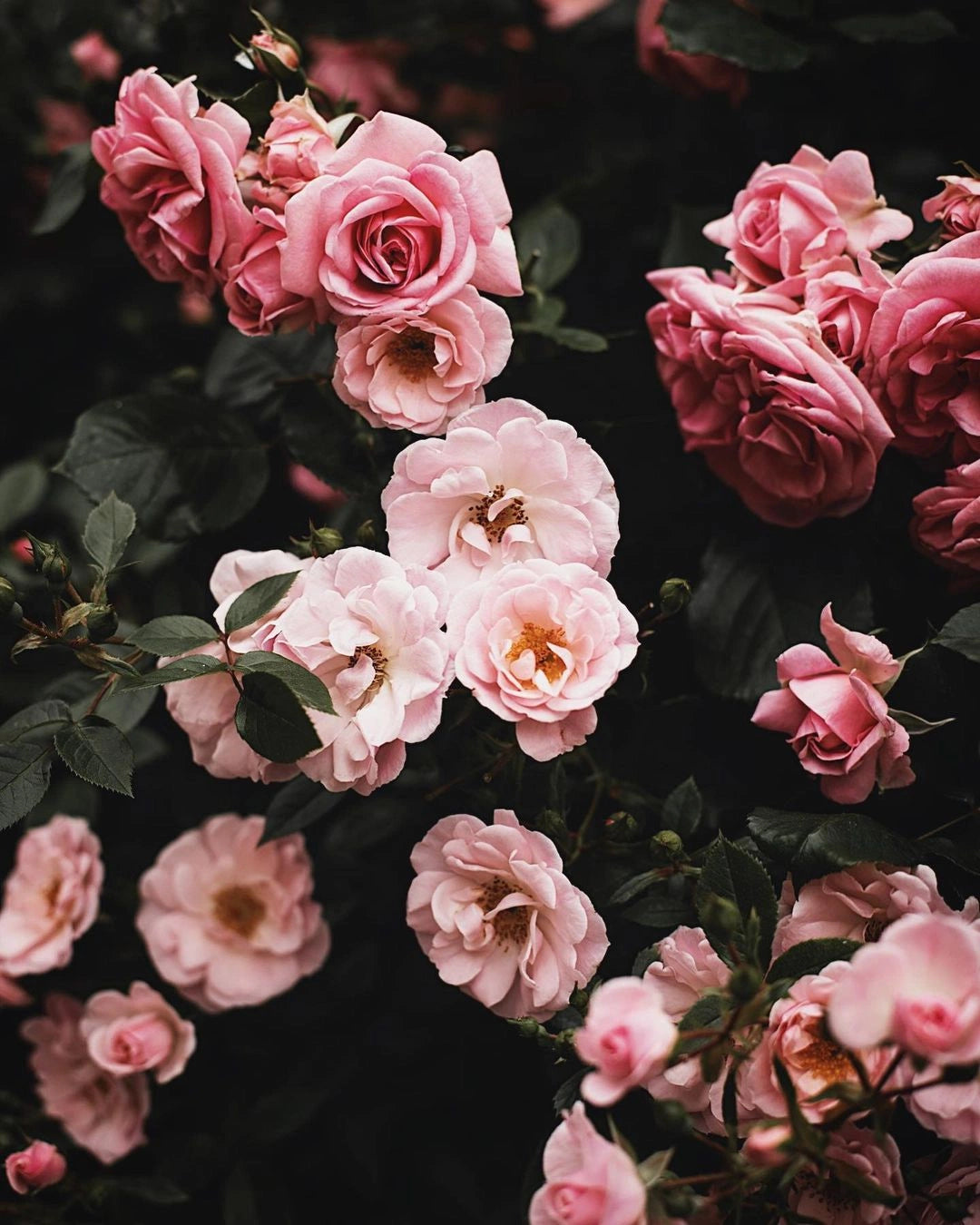 Initio Parfums Privés Atomic Rose EDP